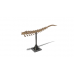 Fossil: Brachiosaurus (Tail Tip)